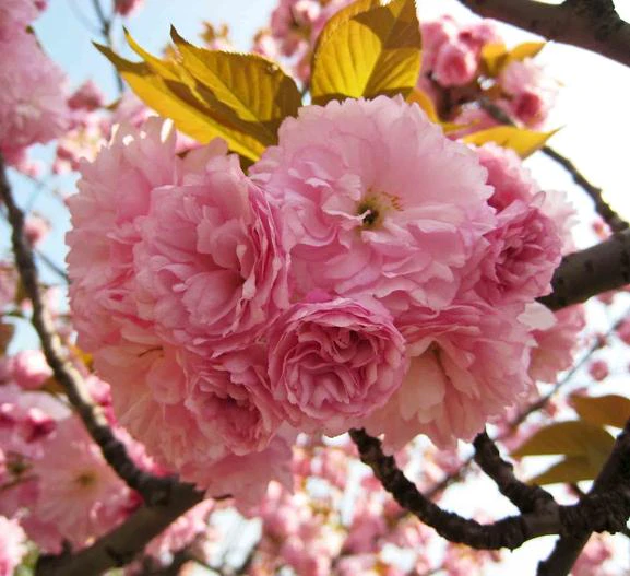 Prunus lannesiana image