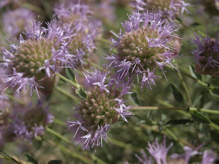 Monardella odoratissima image