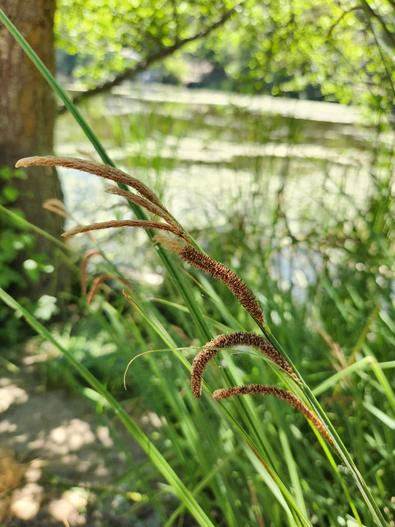 Carex schottii image