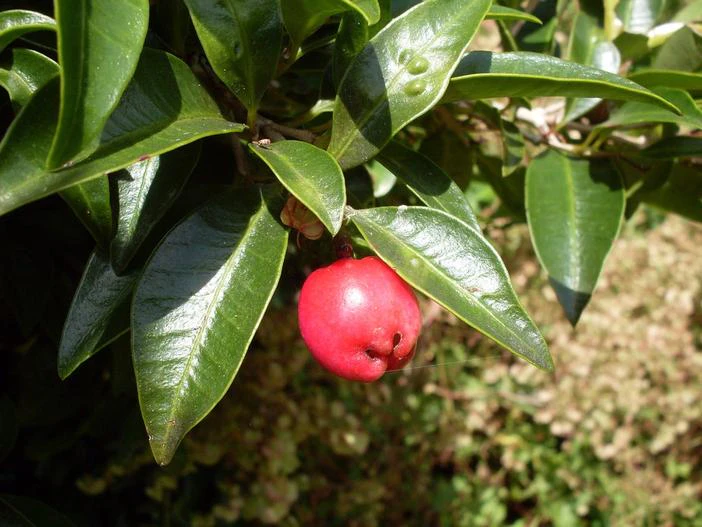 Syzygium australe image