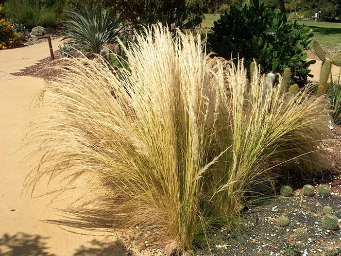 Stipa ichu image