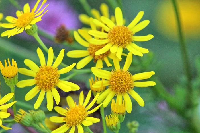 Senecio jacobaea image