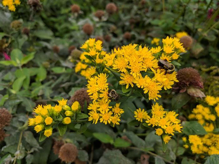 Solidago speciosa image