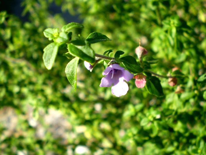 Prostanthera incisa image