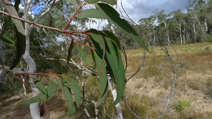Eucalyptus rubida image