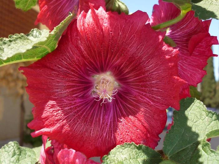 Alcea rosea image