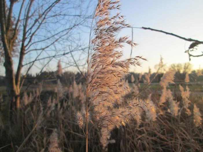 Phragmites australis subsp. australis image