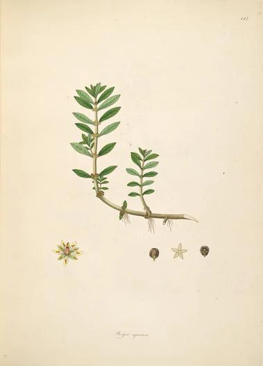 Bergia capensis image