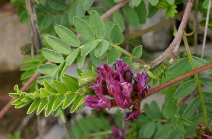 Astragalus hypoglottis image