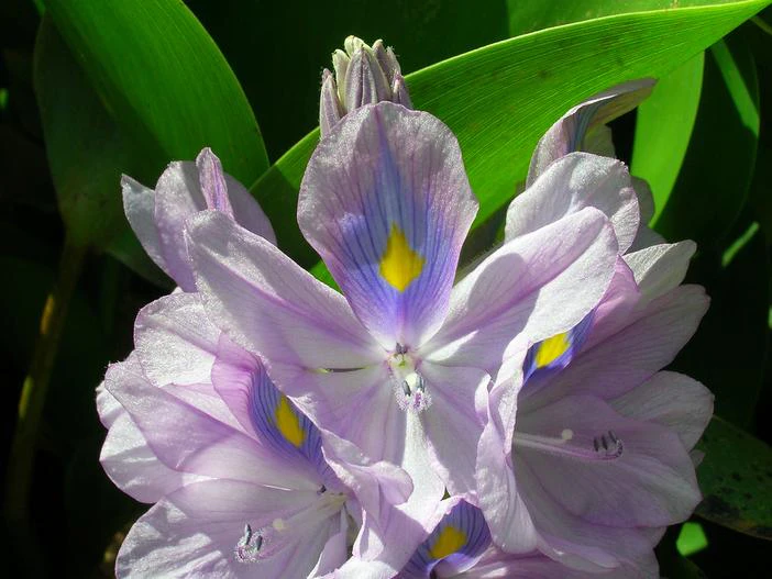 Eichhornia crassipes image