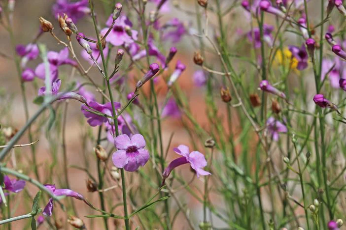 Penstemon thurberi image