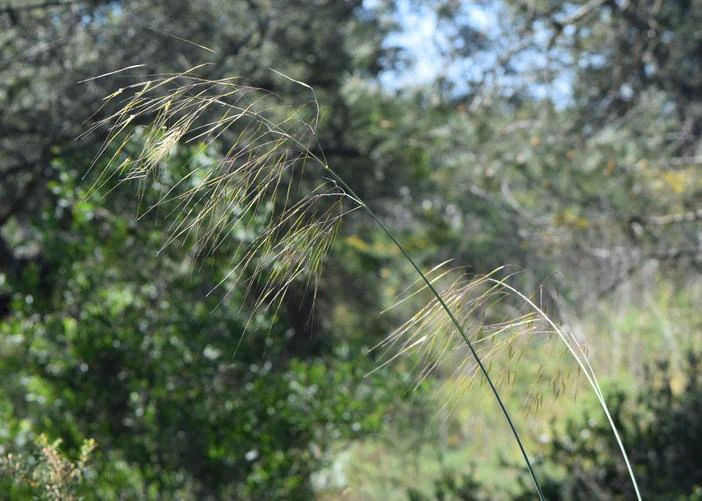 Stipa lagascae image