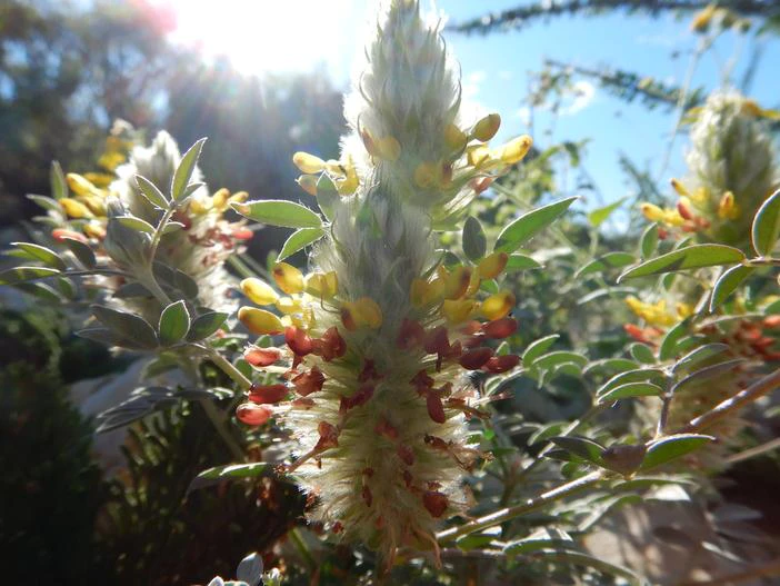 Dalea lutea image