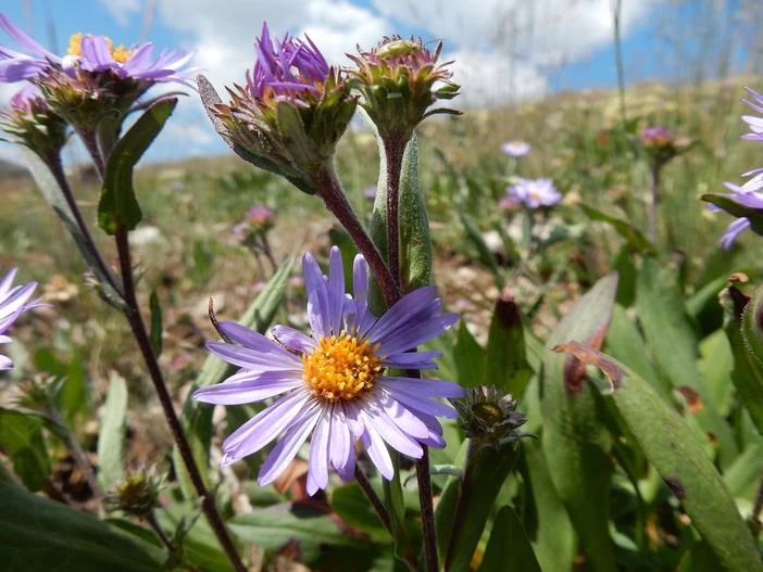 Symphyotrichum foliaceum image