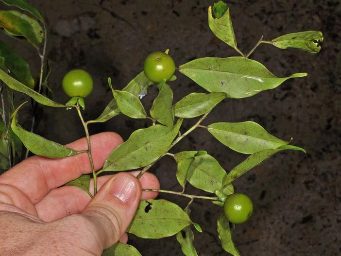 Diospyros multiflora image