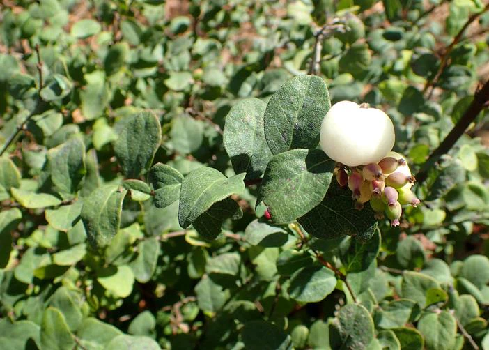 Symphoricarpos albus var. laevigatus image