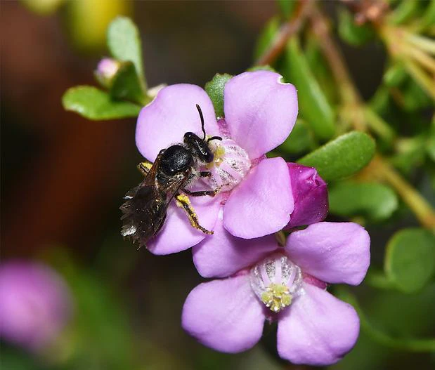 Boronia crenulata image