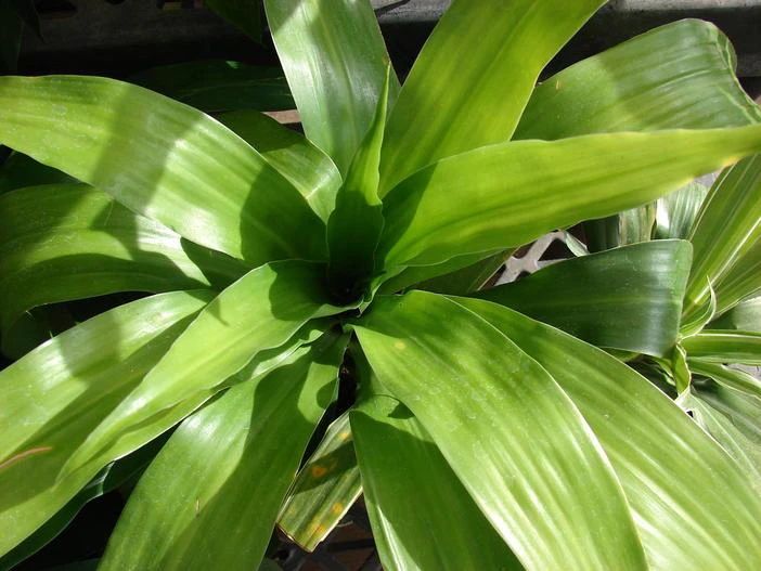 Dracaena fragrans image