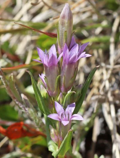 Gentianella amarella subsp. acuta image