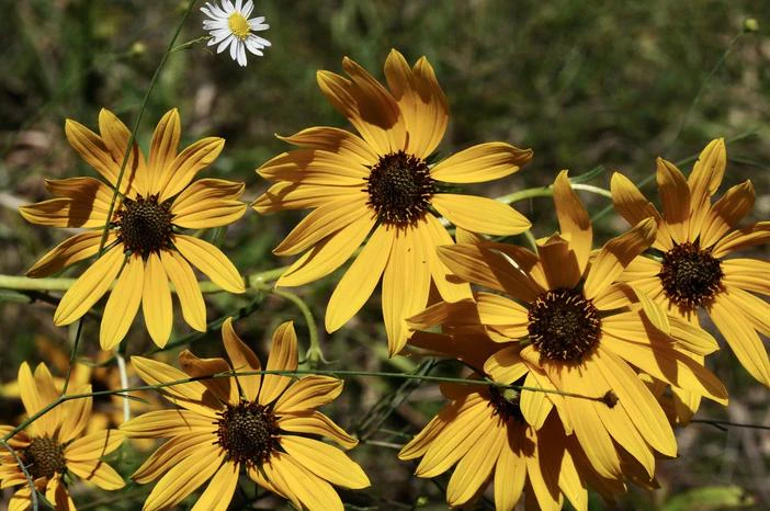 Helianthus angustifolius image