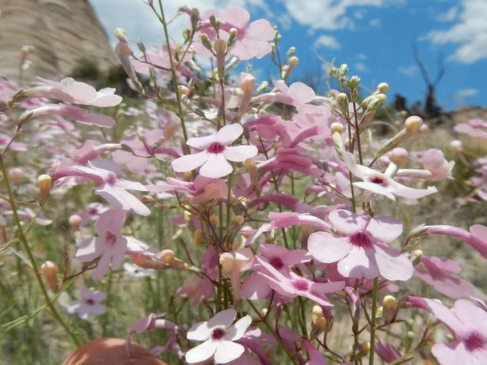 Penstemon ambiguus image