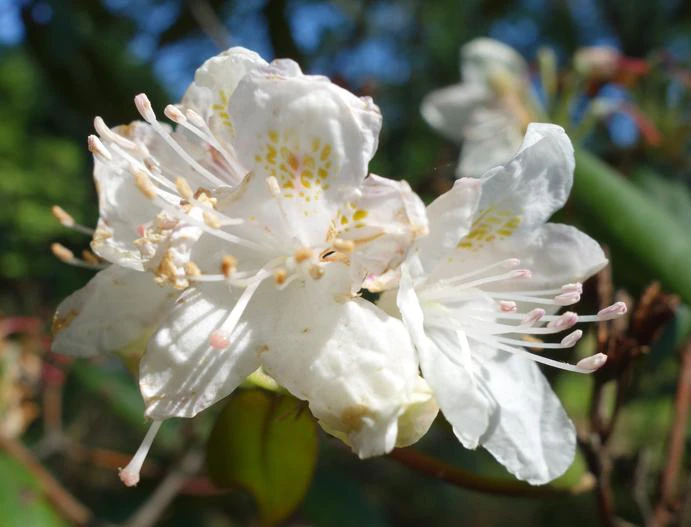Rhododendron minus image