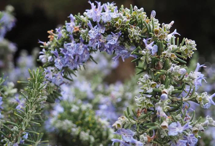 Salvia rosmarinus image
