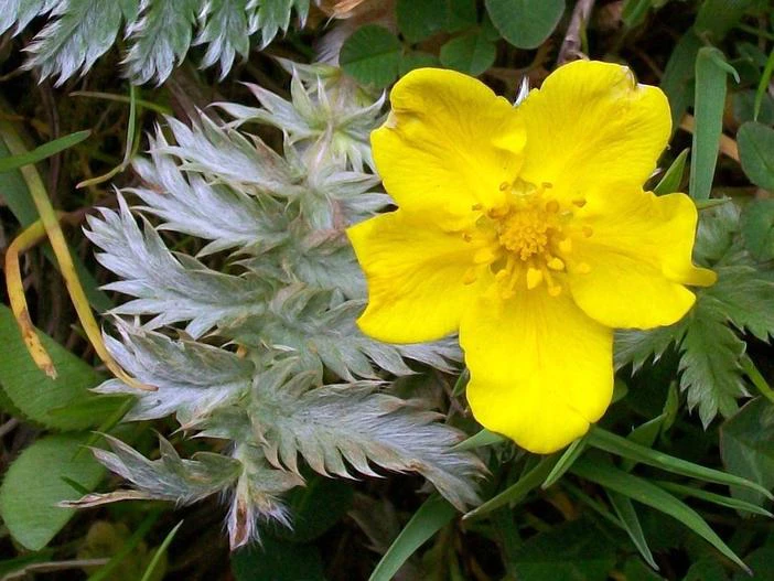 Potentilla anserina image
