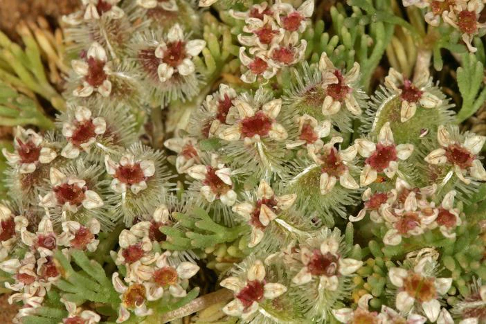 Choritaenia capensis image