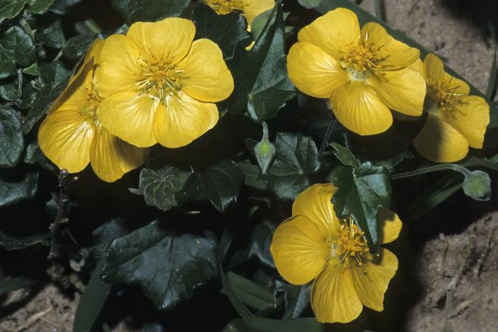 Abutilon grantii image