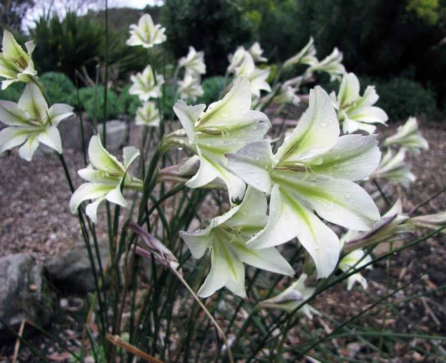 Gladiolus tristis image