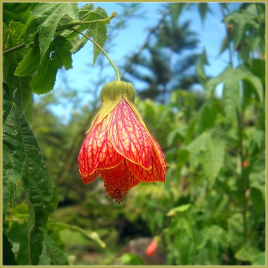 Abutilon pictum image