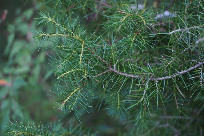 Juniperus rigida image
