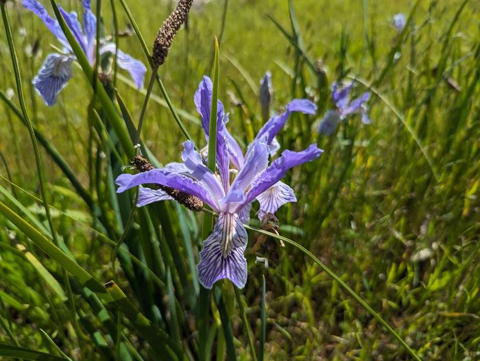 Iris longipetala image