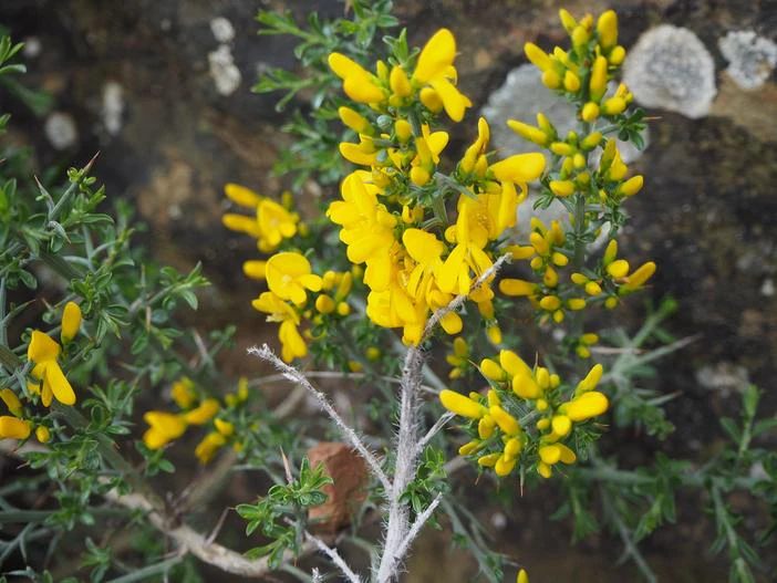Genista scorpius image
