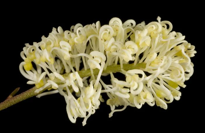 Grevillea synapheae image
