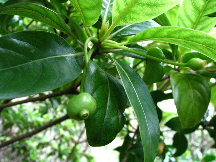 Bobea gaudichaudii image