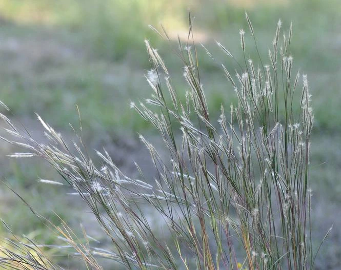 Andropogon ternarius image