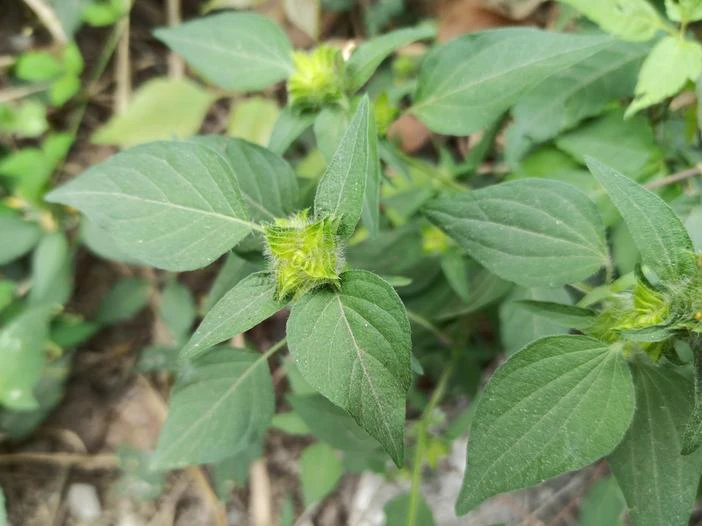 Tetramerium nervosum image