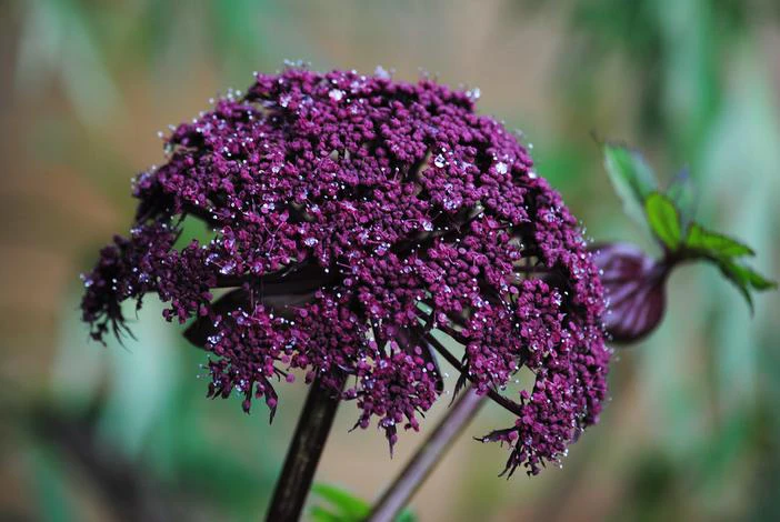 Angelica gigas image
