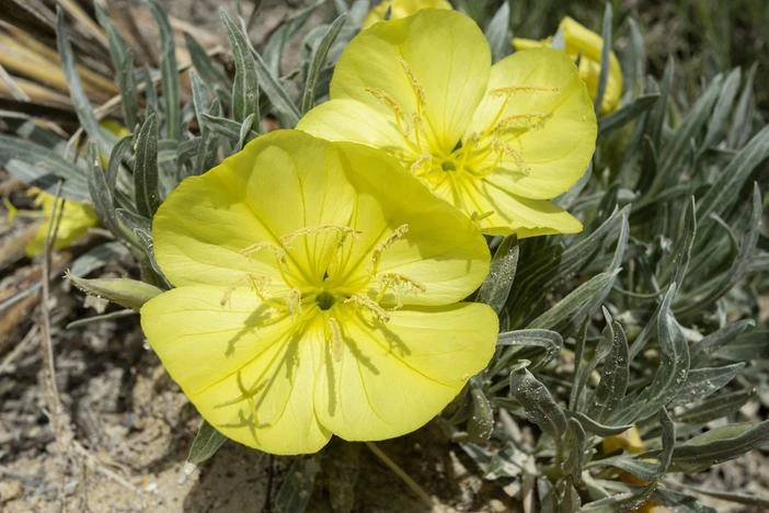 Oenothera macrocarpa subsp. macrocarpa image