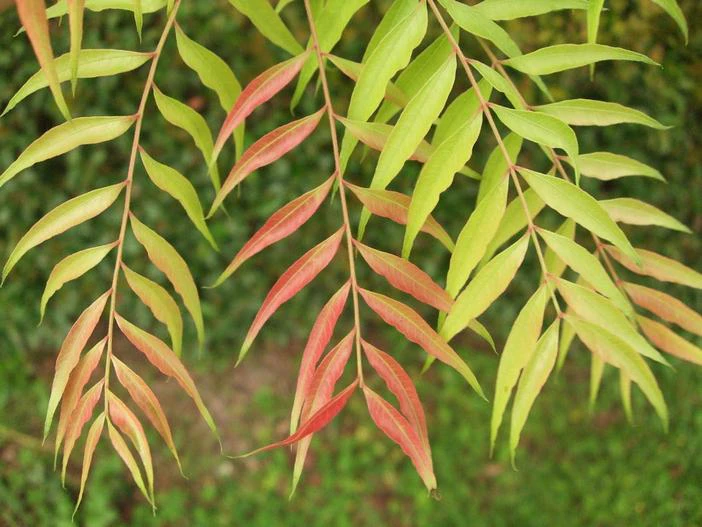 Pistacia chinensis image