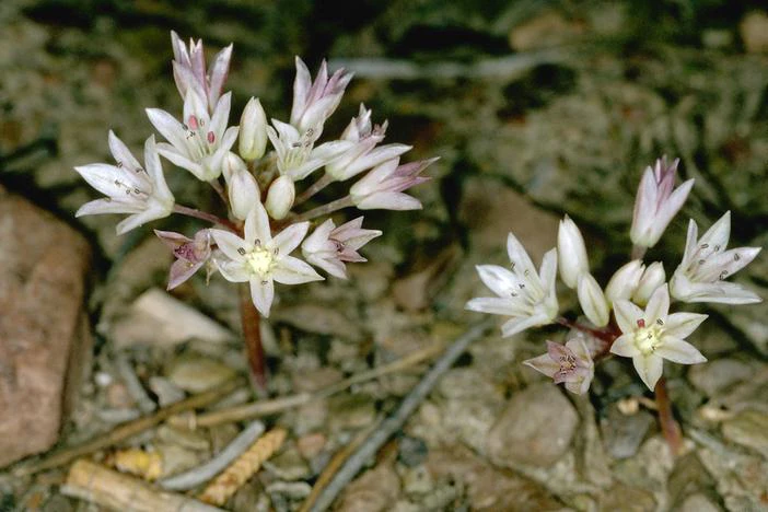 Allium atrorubens var. cristatum image