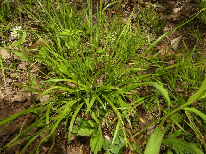 Carex laxiculmis image