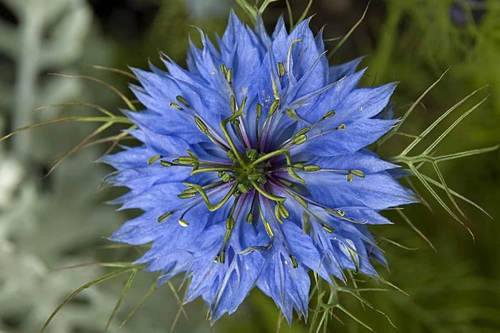 Nigella sativa image