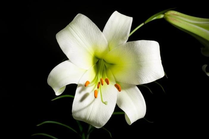 Lilium leucanthum image