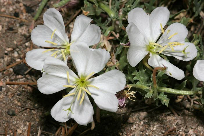 Oenothera californica image