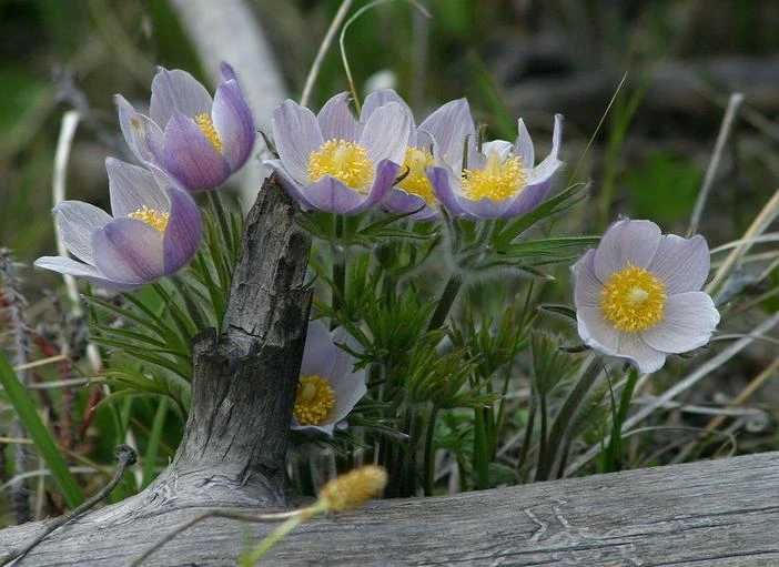 Pulsatilla nuttalliana image