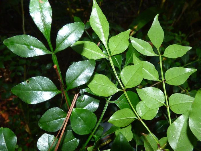 Fraxinus griffithii image