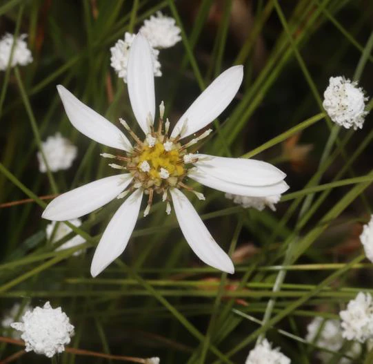 Eriocaulon nudicuspe image